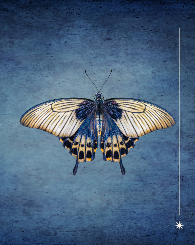 Papillon symbolisant un passage intérieur, illustrant à qui s’adresse une lecture de thème natal en astrologie symbolique.